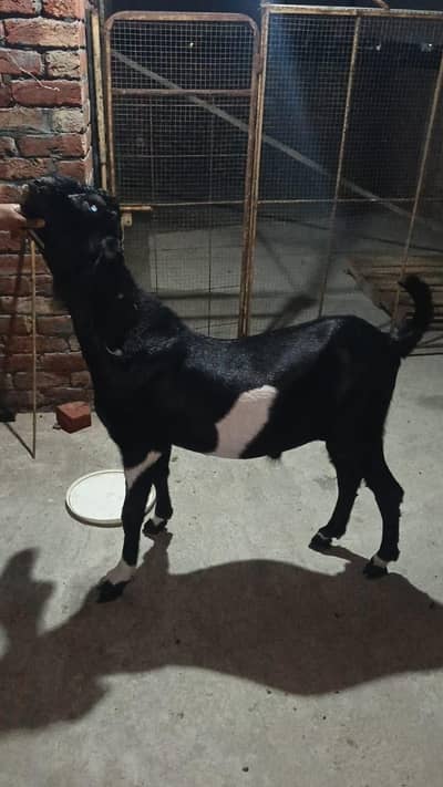 Bakra teddy dumba