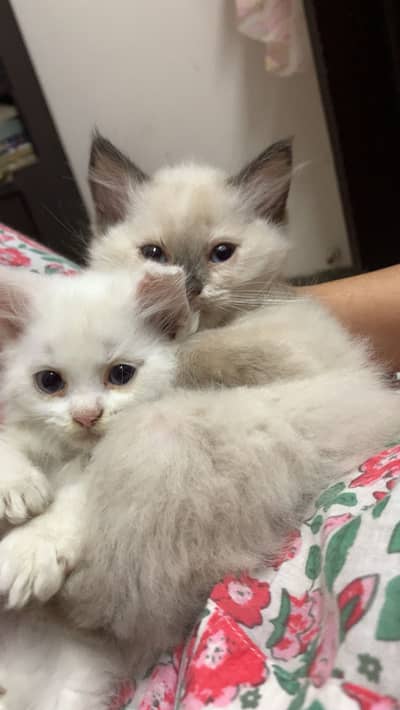Kittens for adoption