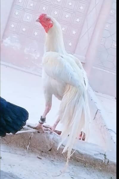 Indian parrot back cross hera aseel ptha wight nok nly eye 03061244237
