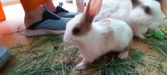Rabbit brown n white