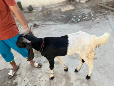 Goats for sale