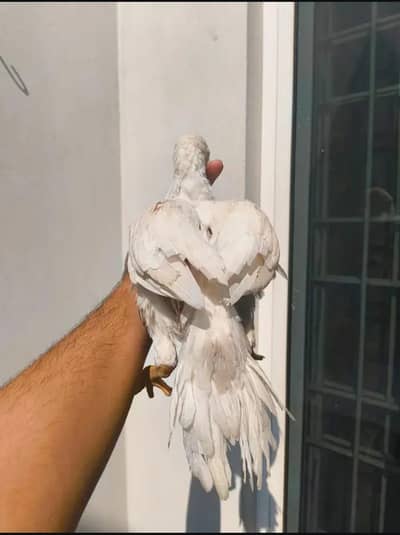 Indian parrot beak male for urgent sale