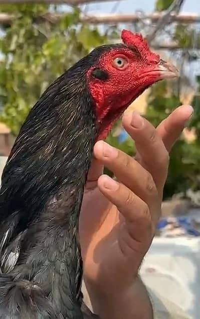 mazbot patha ha vedio mil jay gi