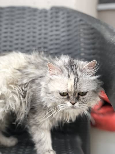 Pair Persian Cats
