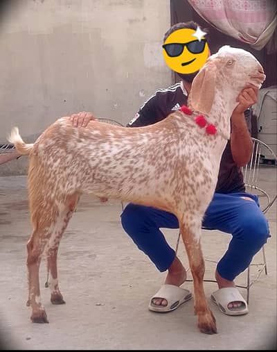 Makhi cheena kheera #03274116585