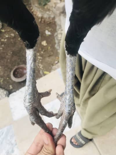 A beautiful female for sale