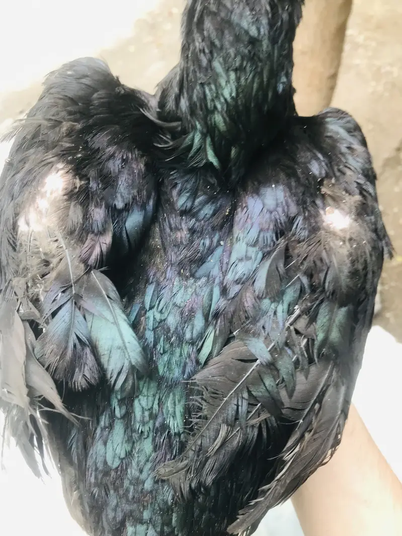 A beautiful female for sale — photo 2