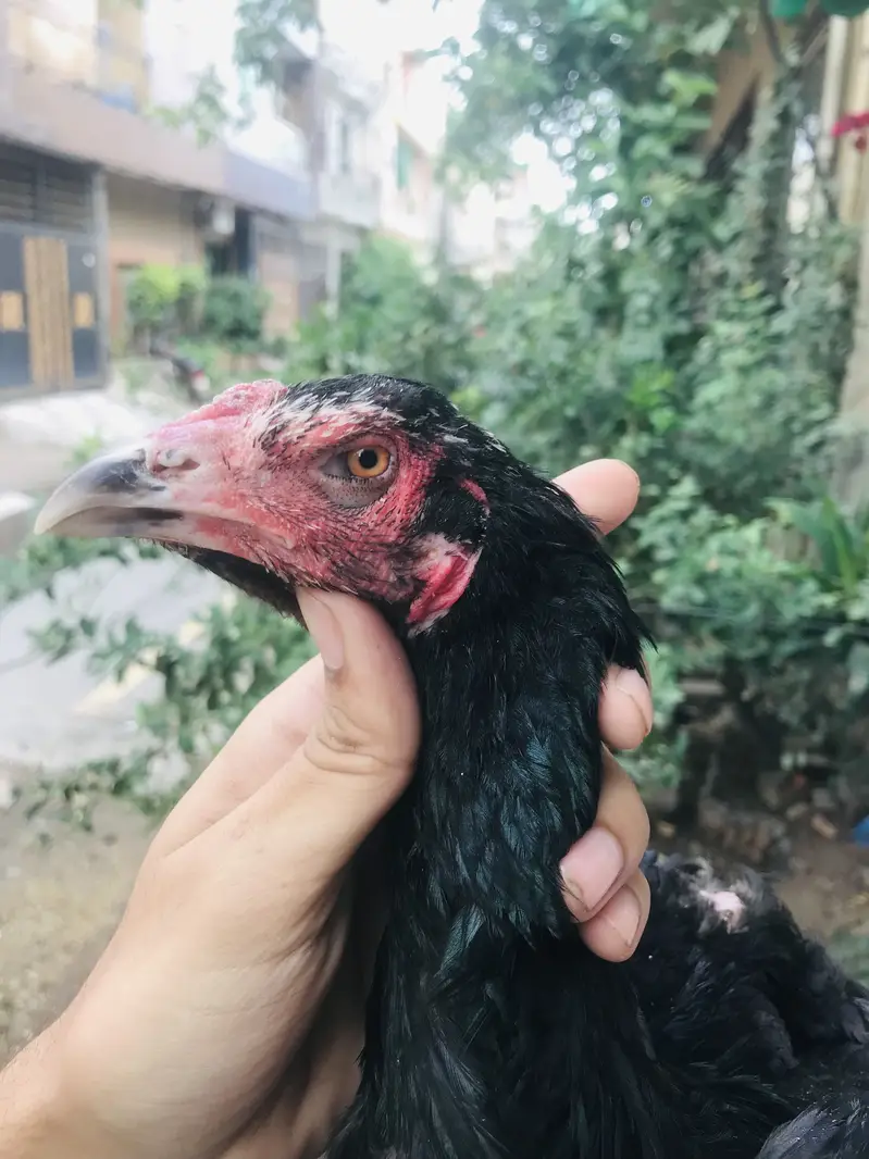 A beautiful female for sale — photo 3