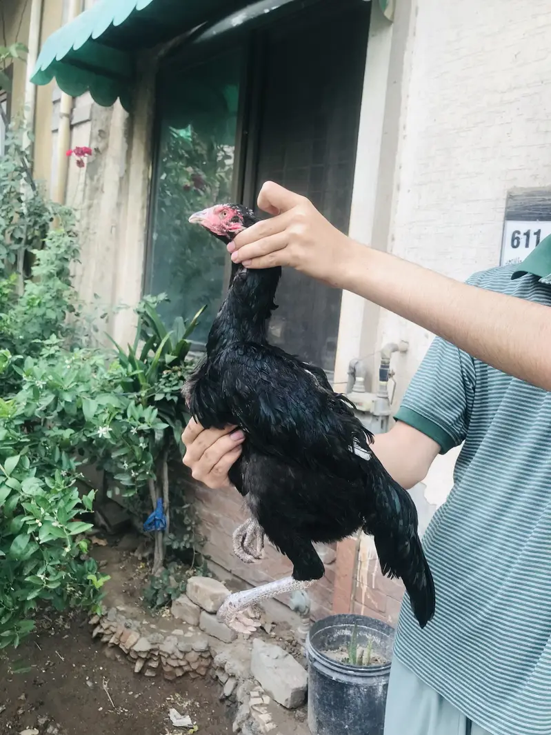 A beautiful female for sale — photo 4