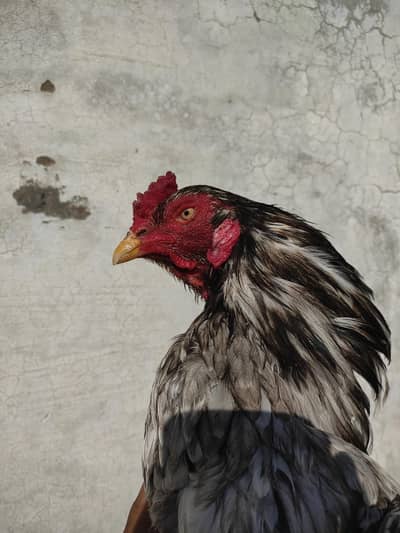 Aseel Thai chicks full healthy active
