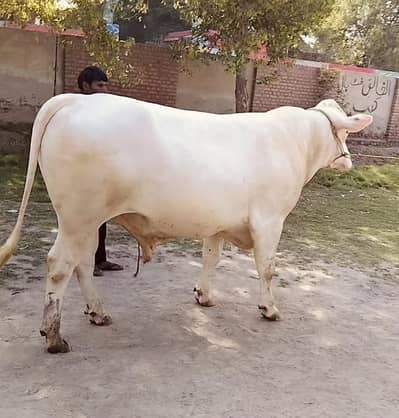 Bull |Bchra |White Pink Bull | Fresian Bull | ustralian Bull | Qurbani