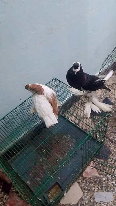 Pouter Pair Pigeons