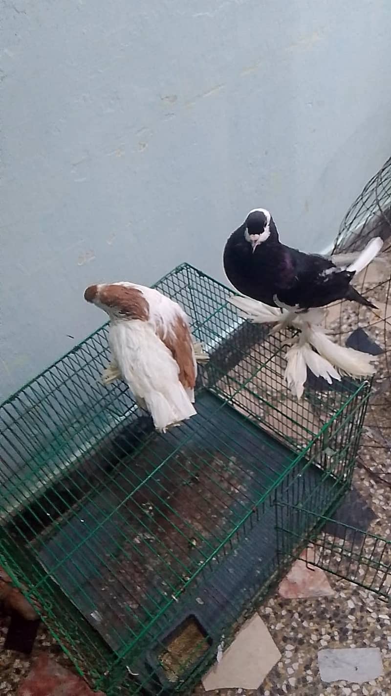 Pouter Pair Pigeons 0