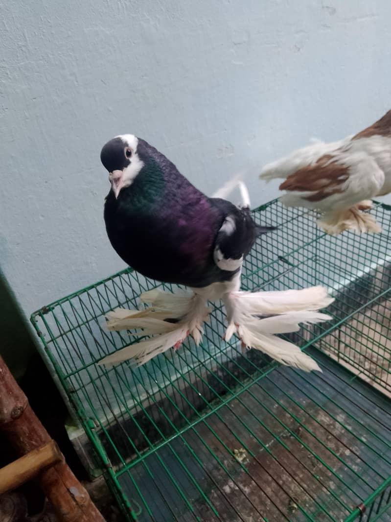 Pouter Pair Pigeons 1