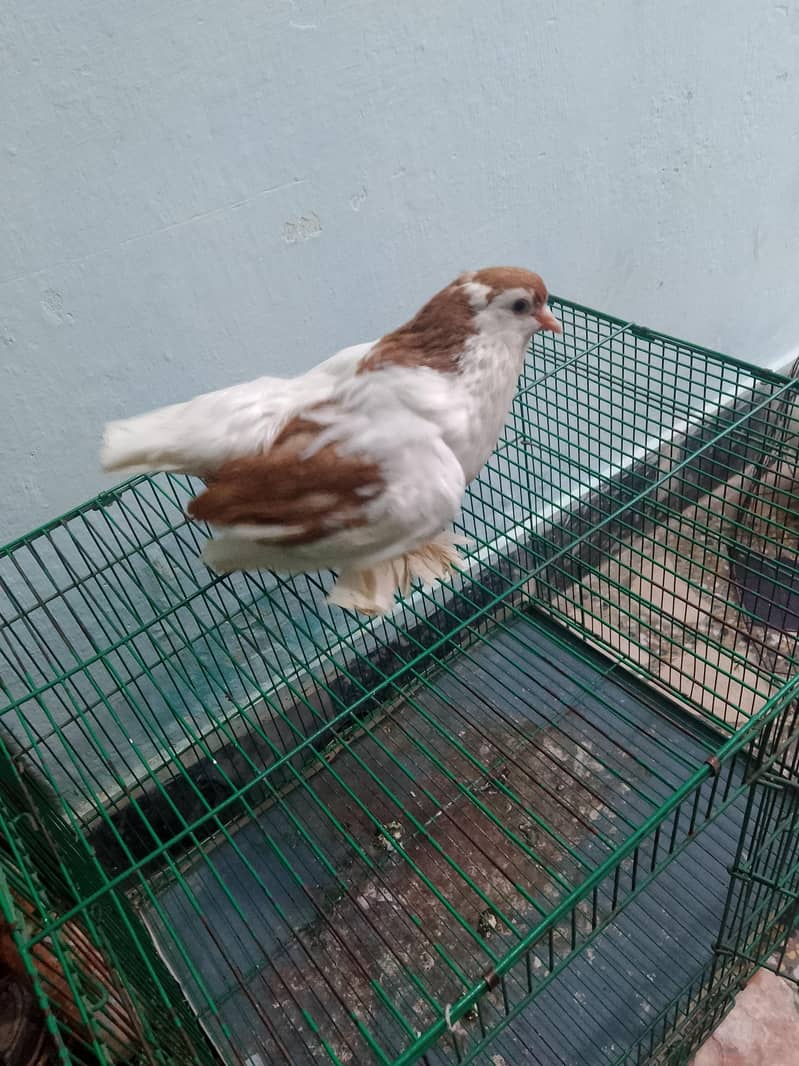 Pouter Pair Pigeons 2