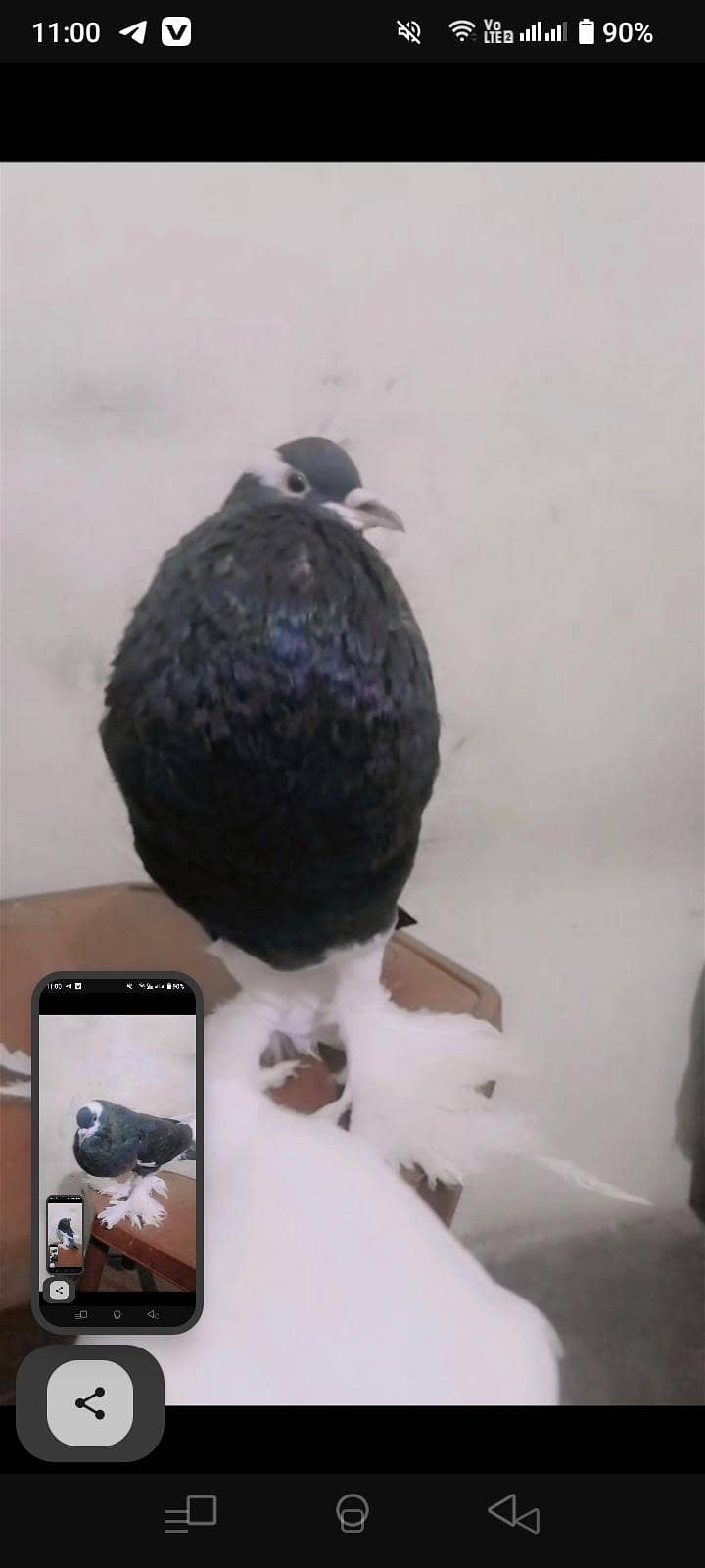 Pouter Pair Pigeons 3