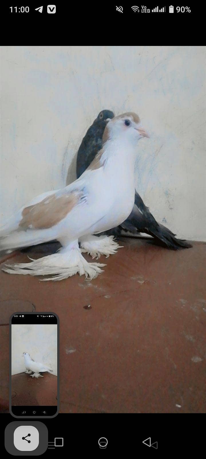 Pouter Pair Pigeons 4