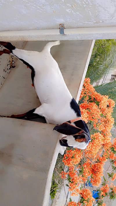 Qurbani 2026 (2 dant ) khassi bakre.