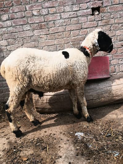 Mundra Bakra For Sale