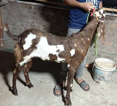 Bakra