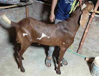 bakra