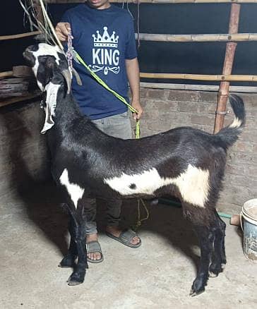 bakra