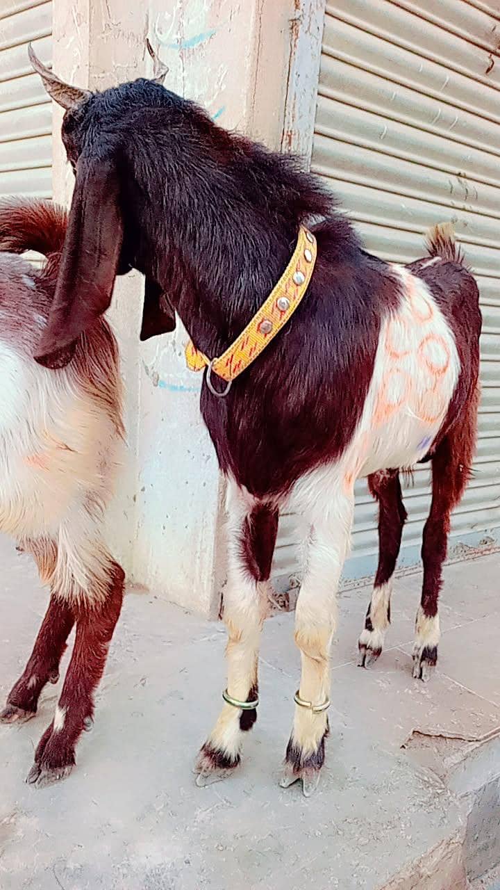 2 danth k 2 Bakra for sale - Goats - 1114035837