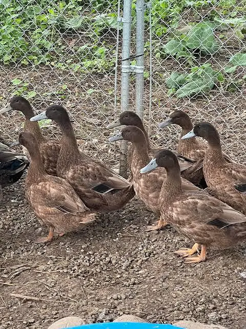 khaki Campbell ducks