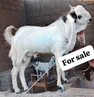 Bakra 2 dant breader ha