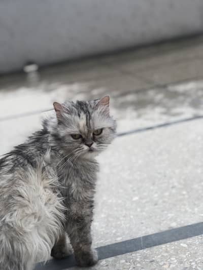 Persian Cats