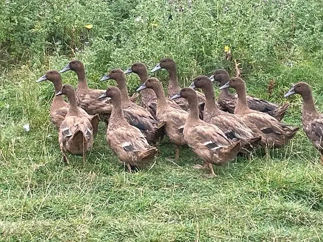 khaki Campbell ducks available for sale