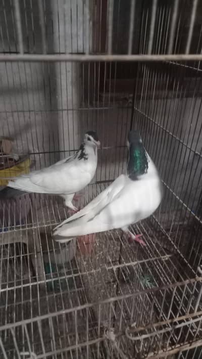 Fancy Pigeon Pair