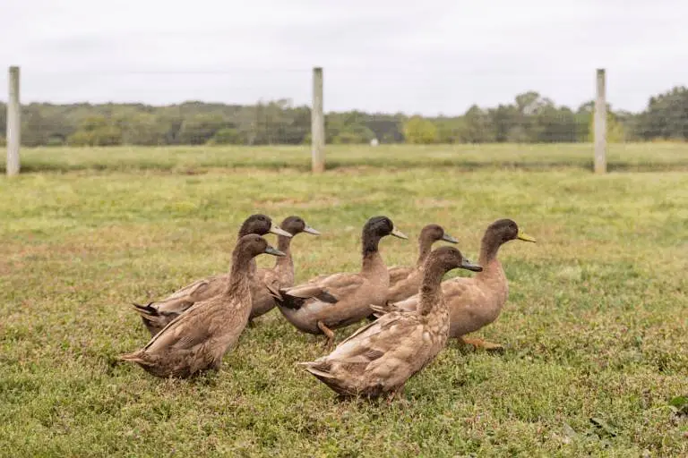 khaki Campbell ducks available for sale