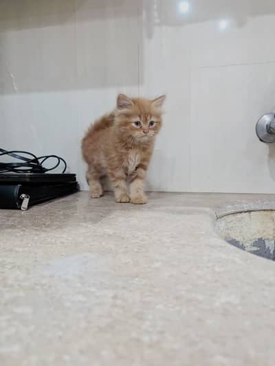 TIGER SHAPE MALE KITTEN