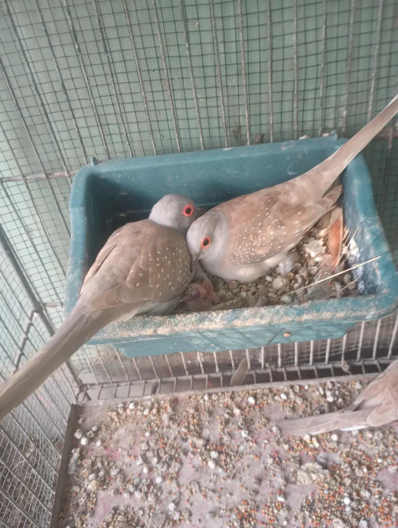 red and blue dove for sale no bargaining — photo 2