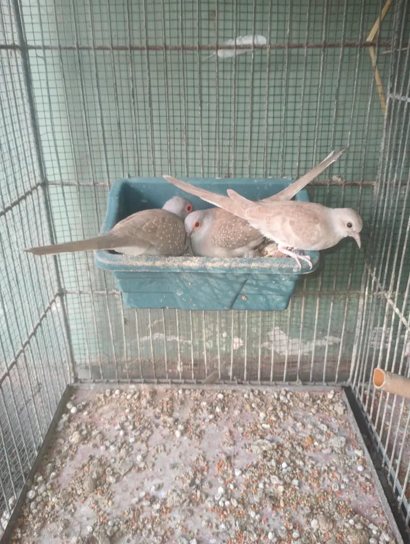 red and blue dove for sale no bargaining — photo 3
