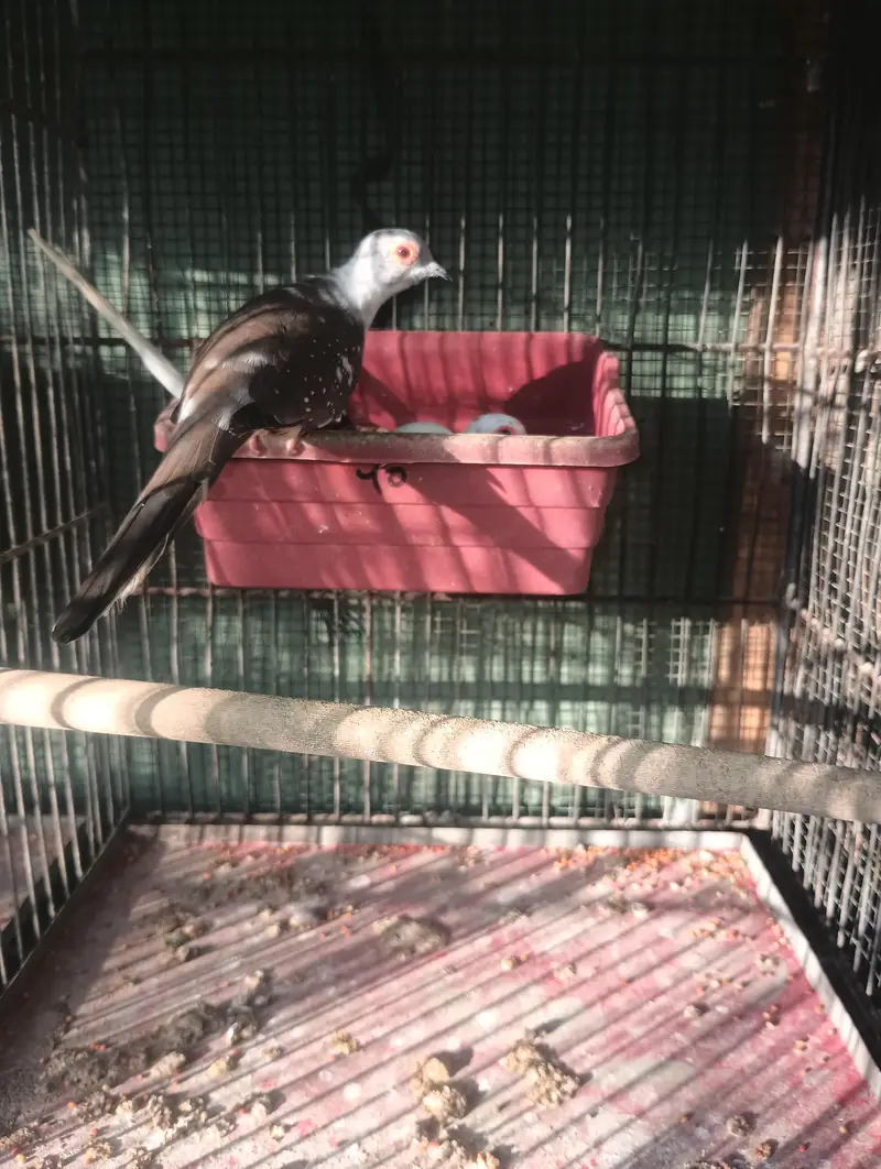 red and blue dove for sale no bargaining — photo 4