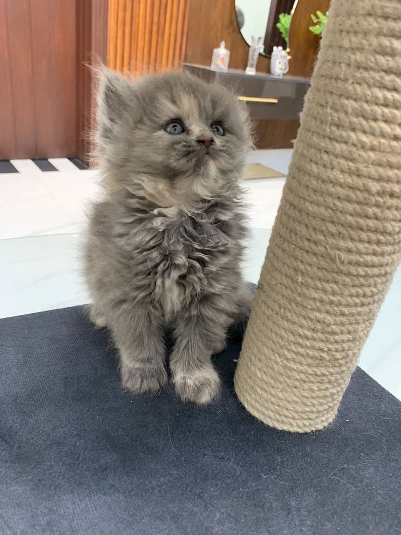 kittens 0