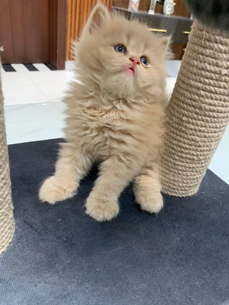 kittens 1