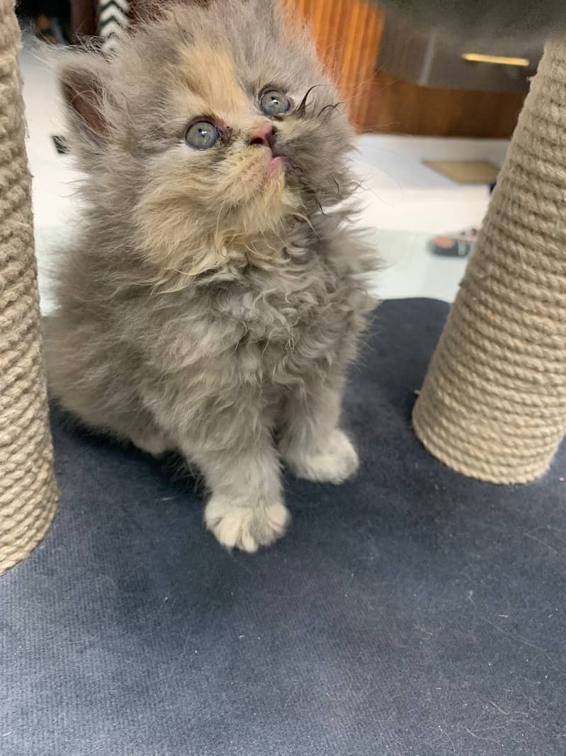 kittens 2