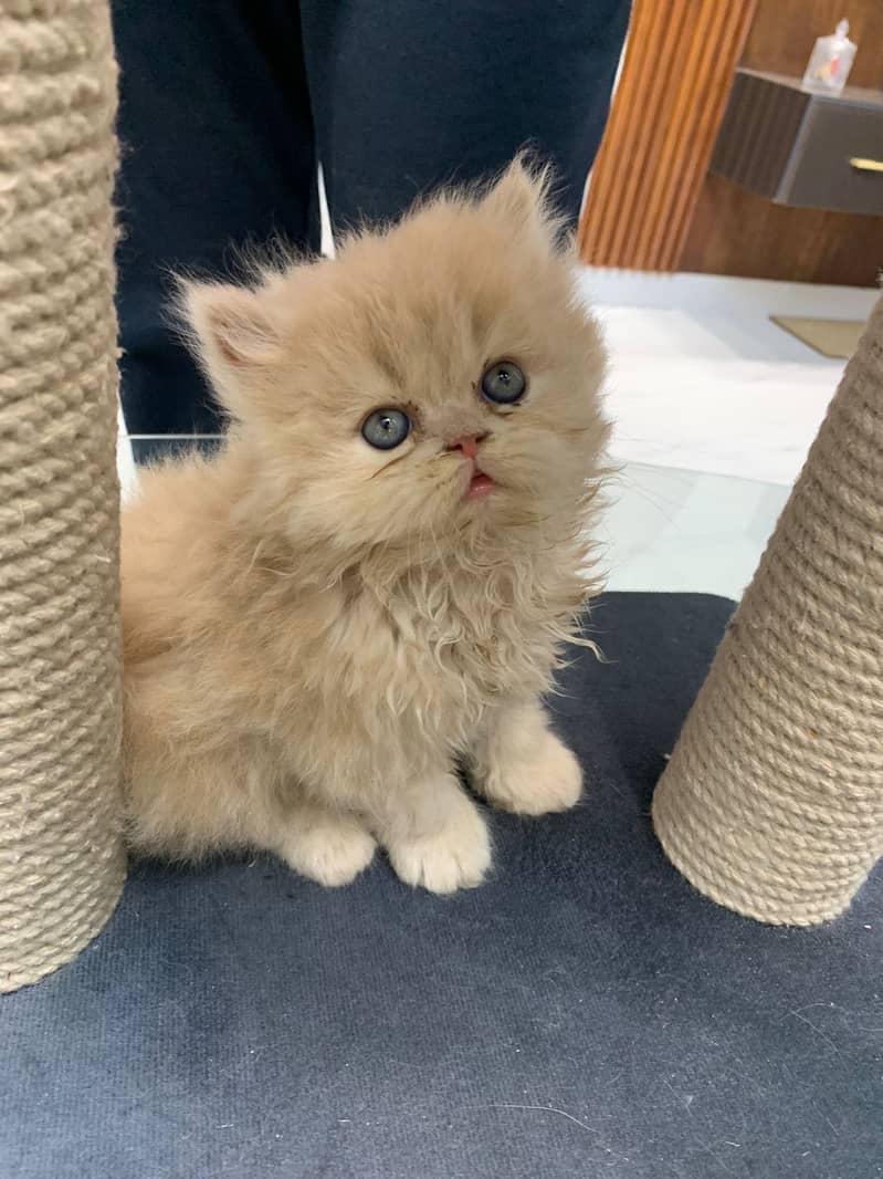 kittens 3