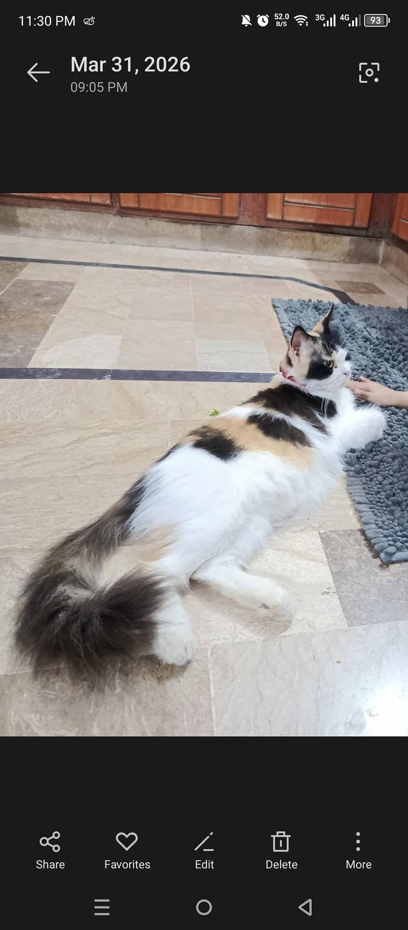Calico Cat 0