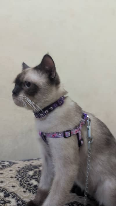 Cat Siamese