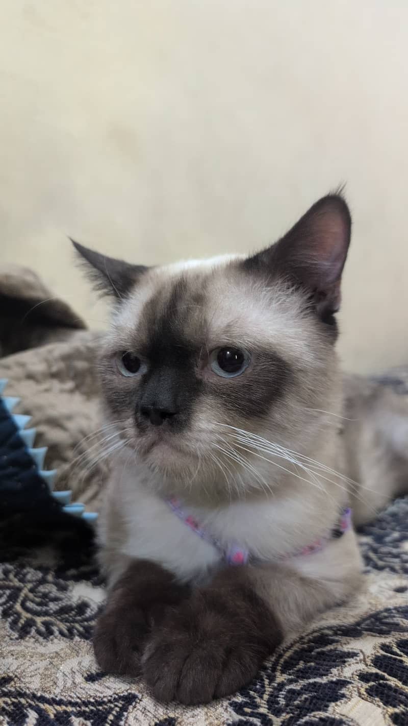 Cat Siamese 1