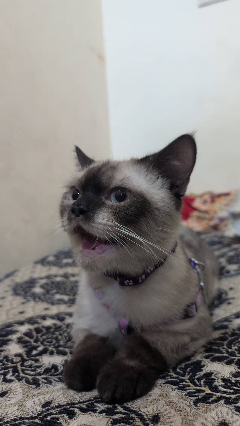 Cat Siamese 2
