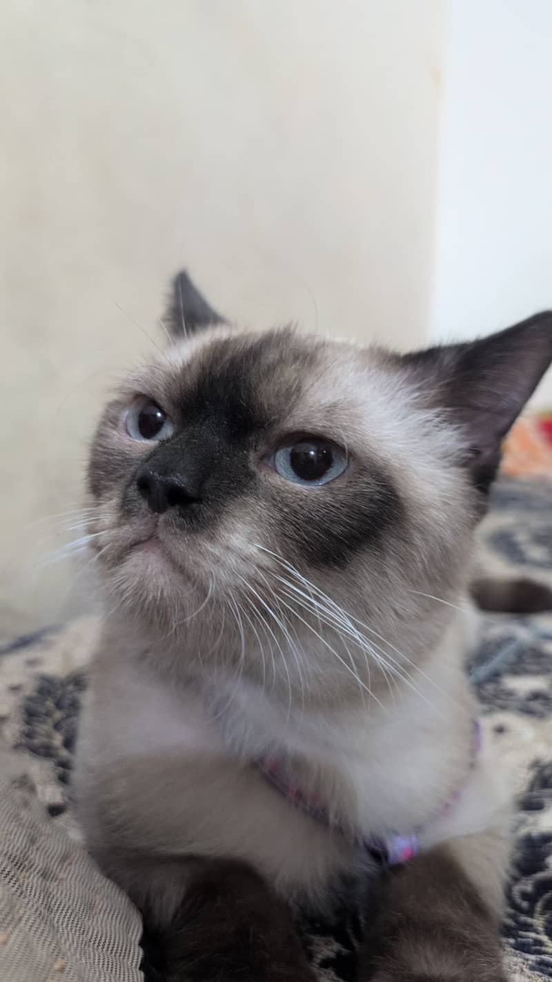 Cat Siamese 3