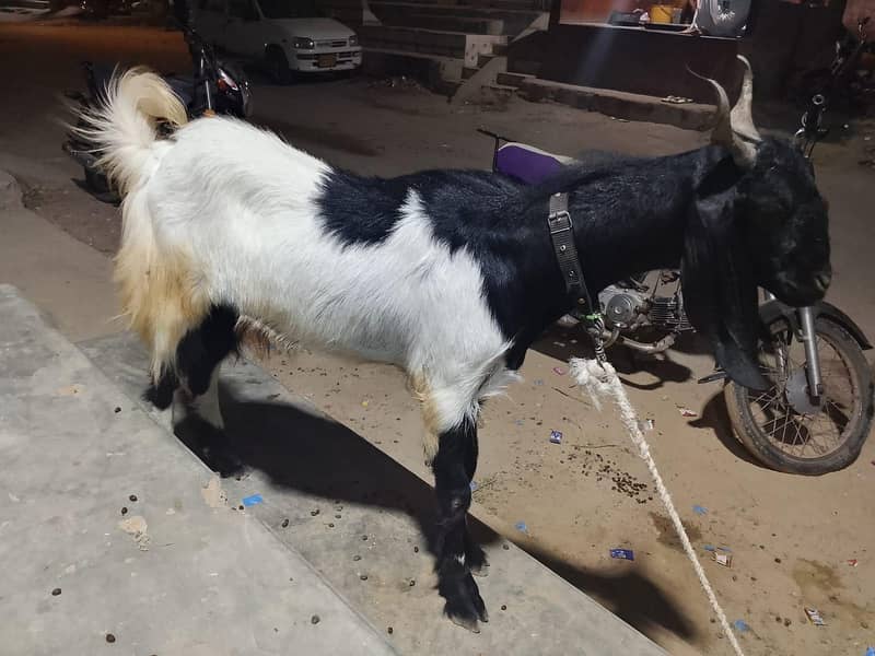 BAKRA 0