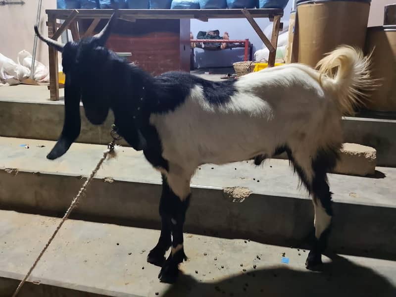 BAKRA 1