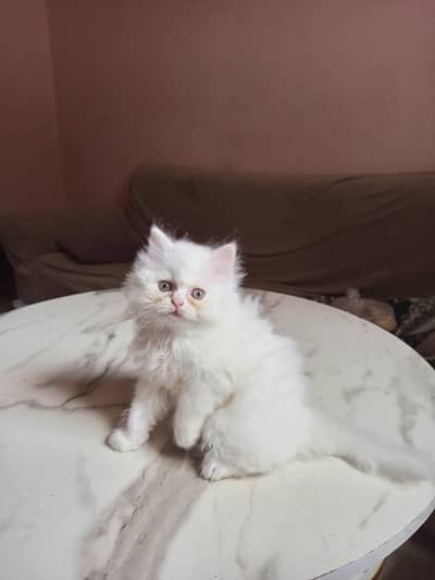 punch face kitten