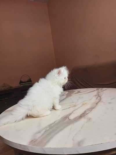 white male kitten